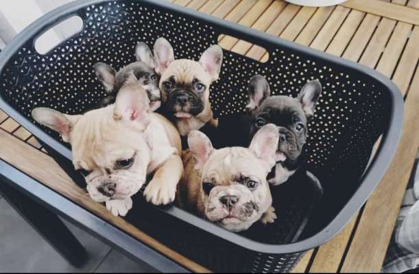 Französische Bulldoggen-Beitrag-Bild