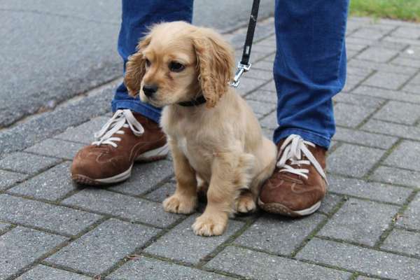 Labradorfans-Beitrag-Bild