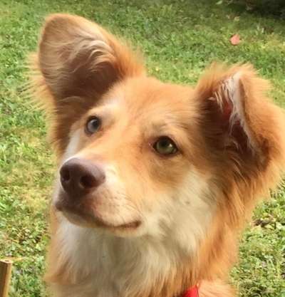 Dogorama Photo Challenge - Einmal lächeln bitte-Beitrag-Bild