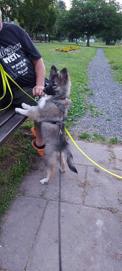 Welpen Bilder !-Beitrag-Bild