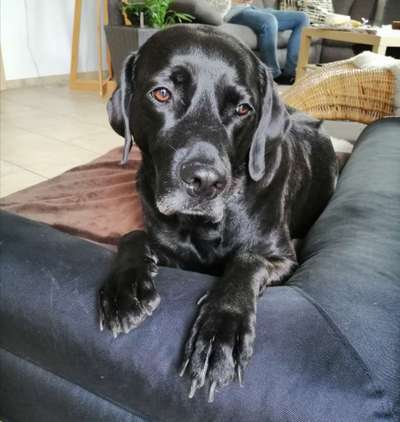 Labradorfans-Beitrag-Bild