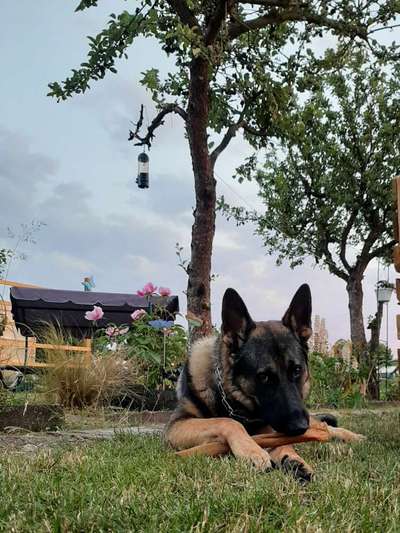 Alles rund um den Schäferhund, diskutieren erwünscht.-Beitrag-Bild