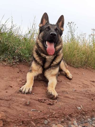 Schäferhund-Beitrag-Bild