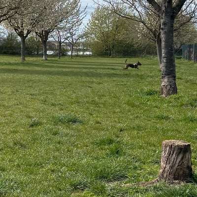 Hundetreffen-Gassi Runden-Profilbild