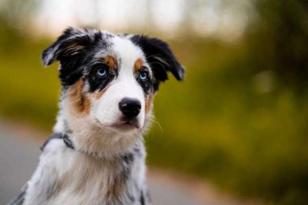 Die Dogorama Kalender Challenge Titelbild-Beitrag-Bild