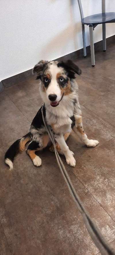 Australian Shepherd Freunde/innen-Beitrag-Bild