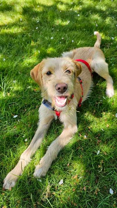 Hundetreffen-Gemeinsame Gassi- und Spielrunden-Bild