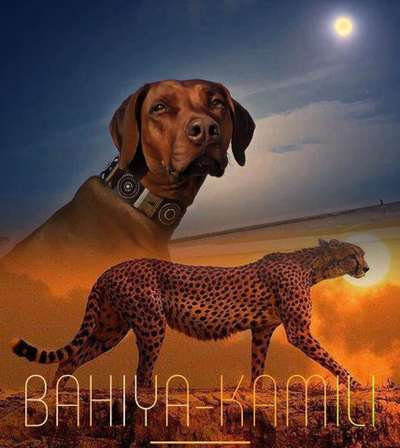 Rhodesian Ridgeback-Beitrag-Bild