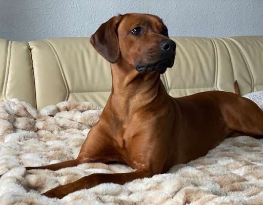 Rhodesian Ridgeback-Beitrag-Bild