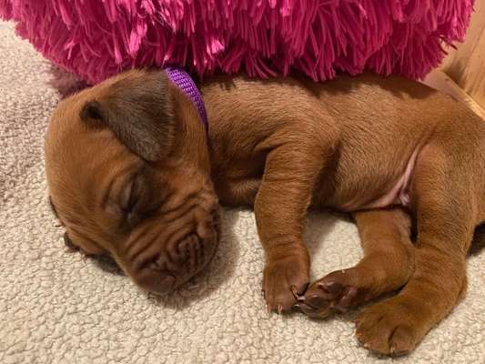 Rhodesian Ridgeback-Beitrag-Bild