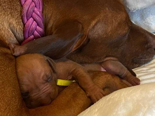 Dogorama Photo Challenge - Tre Chic!-Beitrag-Bild