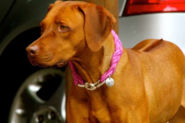 Rhodesian Ridgeback-Beitrag-Bild