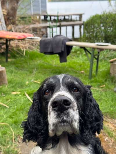 Englisch Springer Spaniel-Beitrag-Bild
