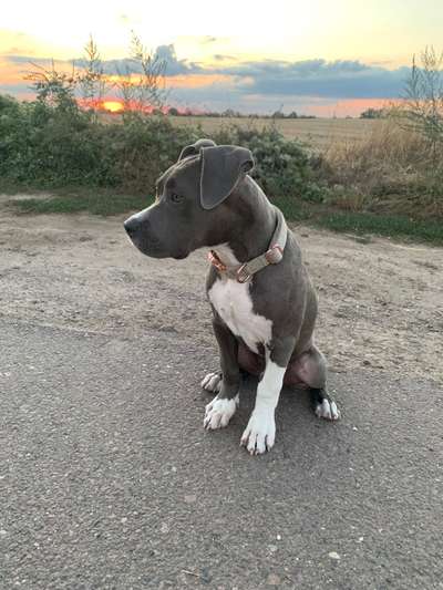 Welpen Bilder !-Beitrag-Bild