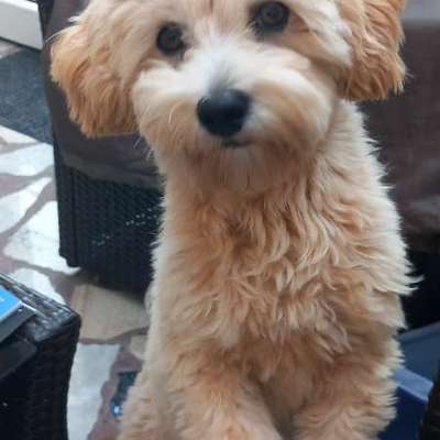 Hundetreffen-Gassirunden kleine Hunde Porz-Bild