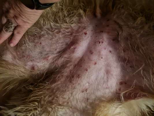 Hautausschlag - was kann das sein-Beitrag-Bild