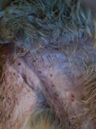 Hautausschlag - was kann das sein-Beitrag-Bild