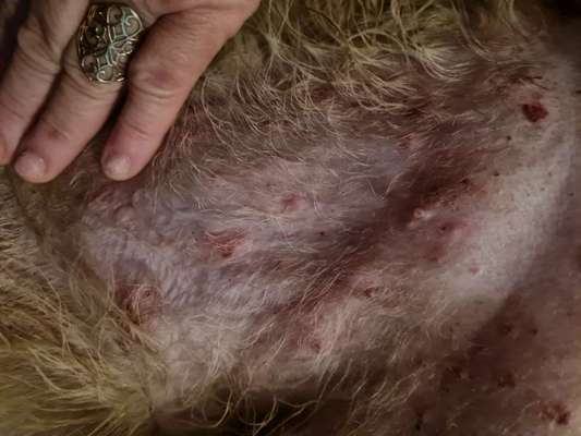 Hautausschlag - was kann das sein-Beitrag-Bild