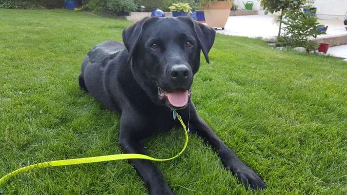 Unsere Fellnasen im Regenbogenland-Beitrag-Bild