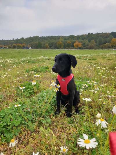 Welpen Bilder !-Beitrag-Bild