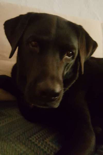 Unsere Fellnasen im Regenbogenland-Beitrag-Bild