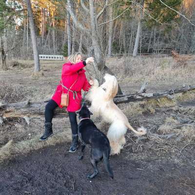 Unsere Fellnasen im Regenbogenland-Beitrag-Bild