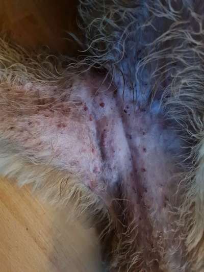 Hautausschlag - was kann das sein-Beitrag-Bild