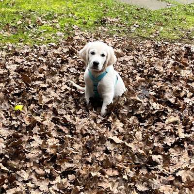 Hundetreffen-Spielgefährten gesucht (Golden Retriever 14 Wochen )-Bild