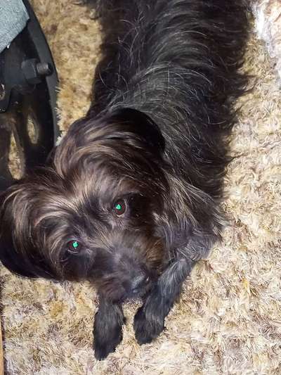 Club der Rumänen (Alle Hunde aus dem rumänischen Tierschutz, wo seid Ihr?)-Beitrag-Bild