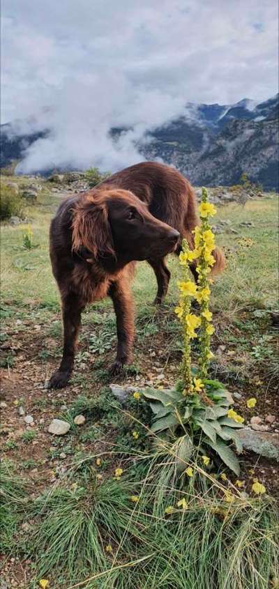 Flat Coated Retriever-Beitrag-Bild