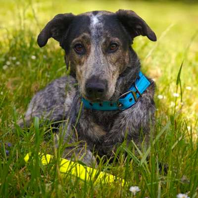 Hundetreffen-Gemütliche Spaziergänge für alle-Bild