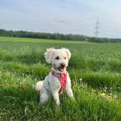 Hundetreffen-Hundefreunde gesucht-Bild