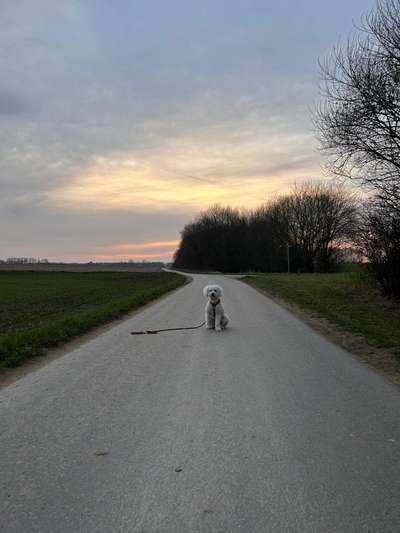 Hundetreffen-Social Walk-Bild