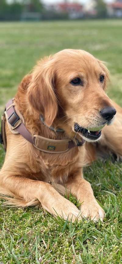 Seltene Rassen!-Beitrag-Bild