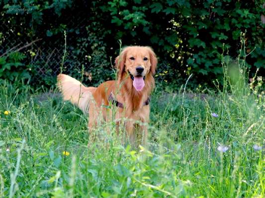 Die Dogorama Monats Challenge "Es grünt und blüht"-Beitrag-Bild