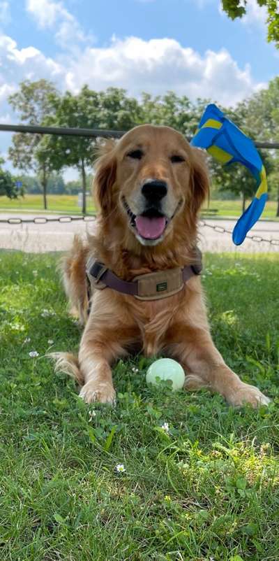 Wo sind die Golden Retriever Liebhaber?-Beitrag-Bild