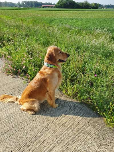 Golden Retriever-Beitrag-Bild