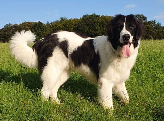 Hundetreffen-Spiel-/Gassirunde für Junghunde-Bild