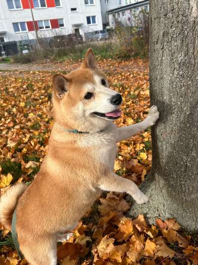 Hundetreffen-Training und Spielspaß-Bild