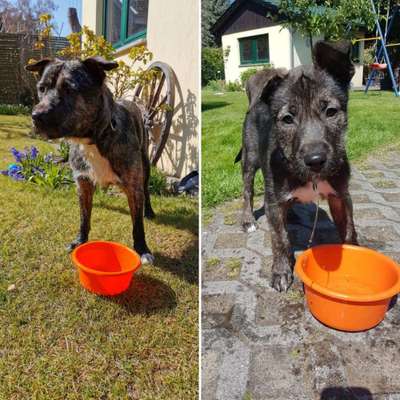 Welpen Bilder !-Beitrag-Bild