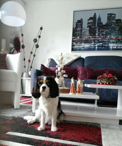 Die besten Hundeblicke 🐾❤️-Beitrag-Bild