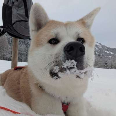 Hundetreffen-Training-Session-Bild