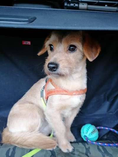 Mischlingshunde Foto Aufruf-Beitrag-Bild