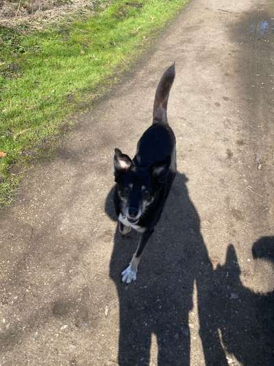 Mischlinge raten - Rätselspaß-Beitrag-Bild