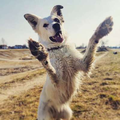 Hundetreffen-Social Walk, Gassi, Training - wir sind offen für vieles!-Profilbild
