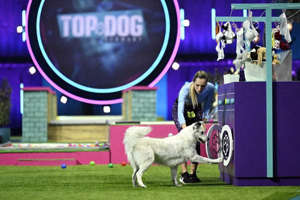Top Dog-der Live Ticker Thread-Beitrag-Bild