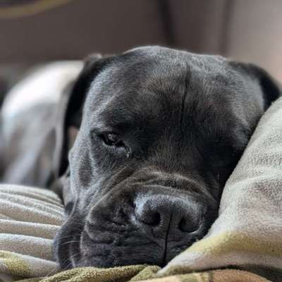 Hundetreffen-Yuffie sucht Spielgefährten-Bild