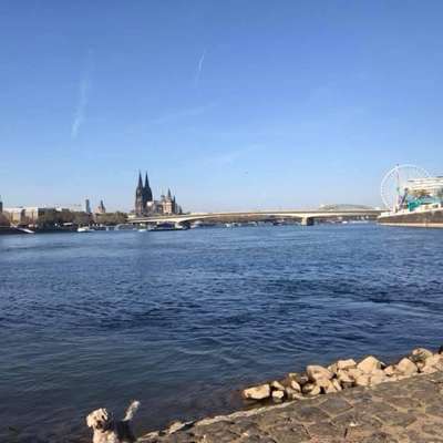 Hundetreffen-Treffen mit anderen Welpen