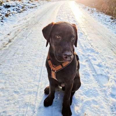 Hundetreffen-Gassi-/Spielrunde-Bild