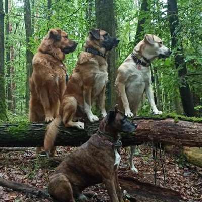 Herdenschutzhunde-Beitrag-Bild